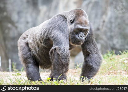 Silver back gorilla looking alert and menacing against a natural background