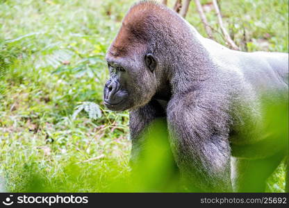 Silver back gorilla looking alert and menacing against a natural background