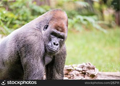 Silver back gorilla looking alert and menacing against a natural background