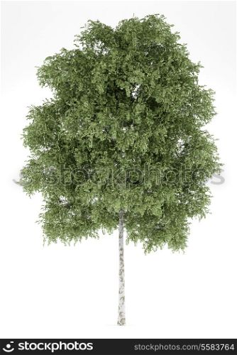 silver birch tree isolated on white background