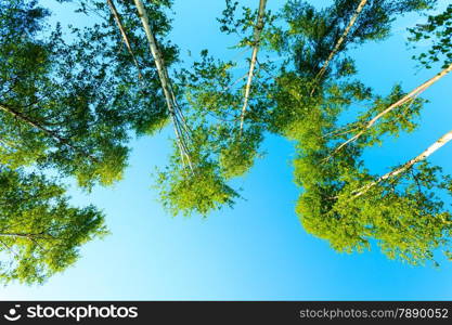 silver birch trees against the blue sky. Summer scenery