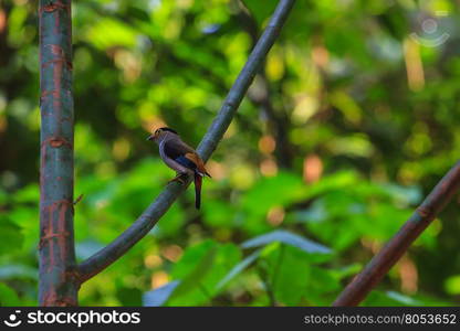 Silver-breasted Broadbill (Serilophus lunatus) beautiful bird on a branch