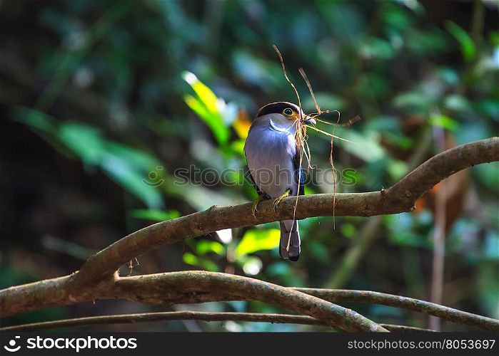 Silver-breasted Broadbill (Serilophus lunatus) beautiful bird on a branch