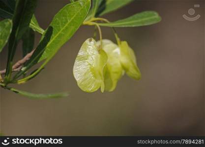 Silver Cluster-leaf, Terminalia sericea is a species of deciduous tree of the genus Terminalia