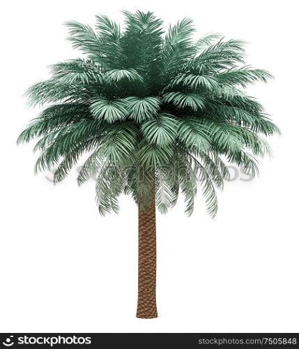 silver date palm tree isolated on white background. 3d illustration