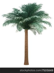 silver date palm tree isolated on white background. 3d illustration