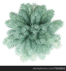 silver date palm tree isolated on white background. top view. 3d illustration