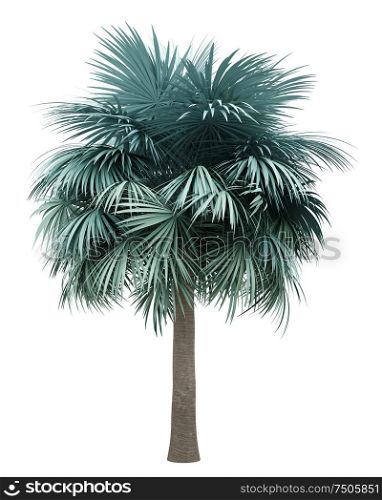 silver fan palm tree isolated on white background. 3d illustration
