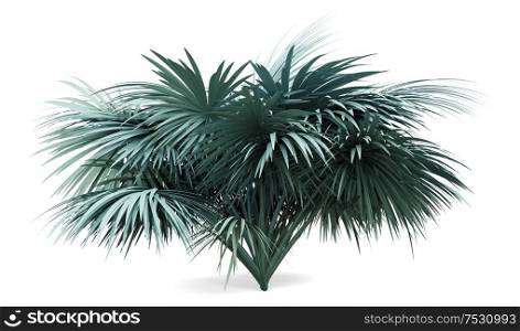 silver fan palm tree isolated on white background. 3d illustration