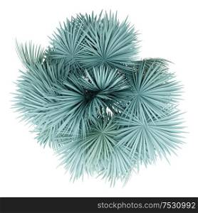 silver fan palm tree isolated on white background. top view. 3d illustration