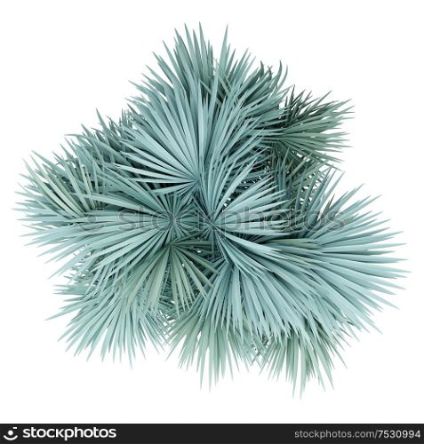 silver fan palm tree isolated on white background. top view. 3d illustration
