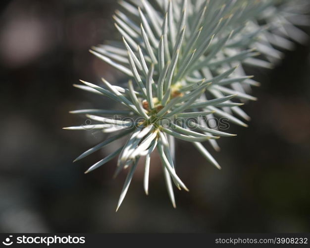 silver fir branch