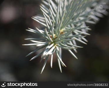 silver fir branch