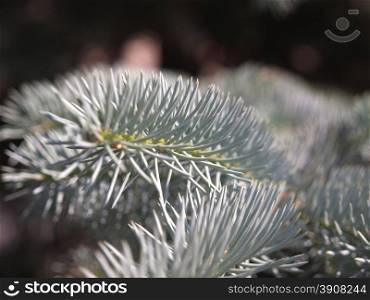 silver fir branch