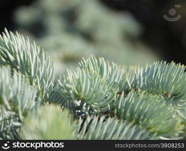 silver fir branch