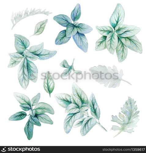 Silver flora, lamb ears leaves, Watercolor bright greenery collection, hand drawn illustration.