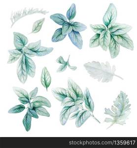 Silver flora, lamb ears leaves, Watercolor bright greenery collection, hand drawn illustration.