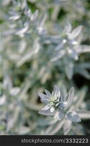 silver plant