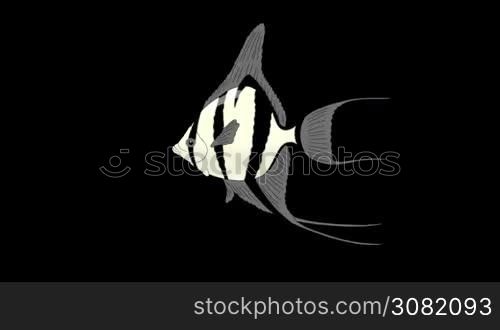 Silver Scalare Angelfish swims in an aquarium. Animated Looped Motion Graphic with Alpha Channel.
