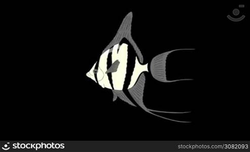Silver Scalare Angelfish swims in an aquarium. Animated Looped Motion Graphic with Alpha Channel.