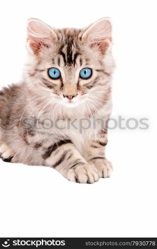Silver tabby kitten with blue eyes laying on a white background