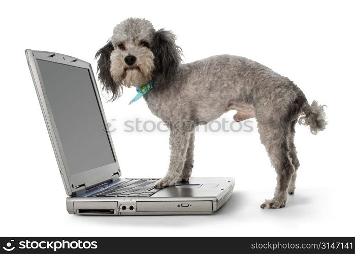 Silver toy poodle on laptop.