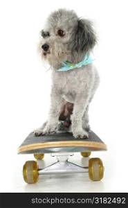 Silver toy poodle with bandana on skateboard.