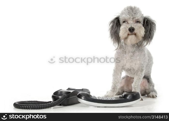 Silver toy poodle with house phone.