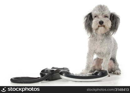 Silver toy poodle with house phone.