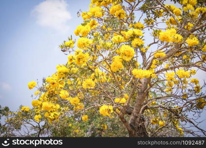 Silver trumpet tree / Gold paraguayan yellow flower tree