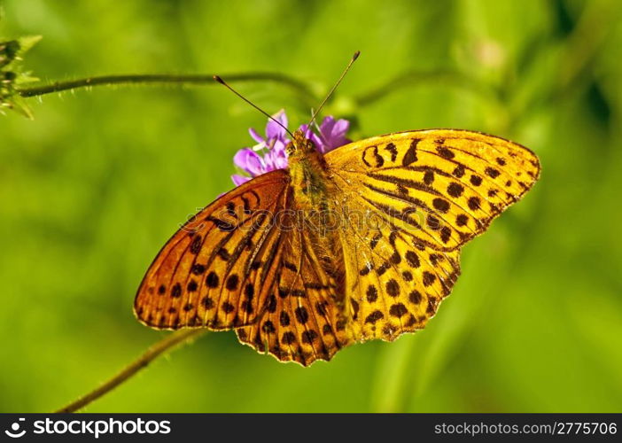 Silver-washed fritillary,Argynnis paphia