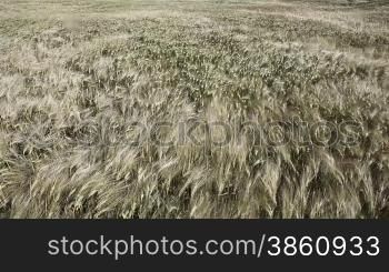 Silver Wheat in wind.