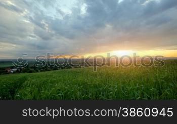 Silver Wheat in wind with cloudy sky