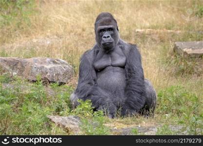 Silverback gorilla portrait