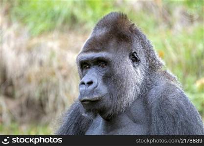 Silverback gorilla portrait in natural habitat