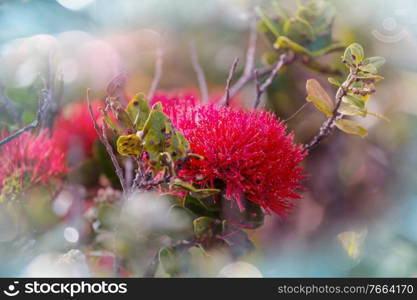 Silversword plant in Haleakala National Park on the island of Maui, Hawaiian Islands, USA.