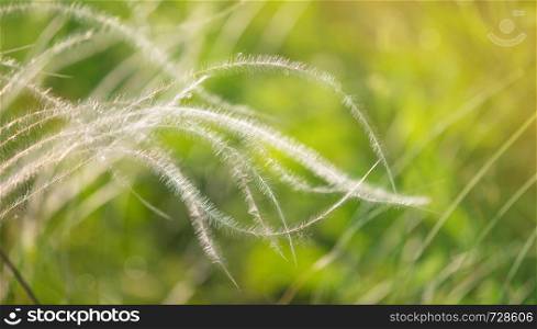 Silvery Feather Grass at sunrise in the green meadow