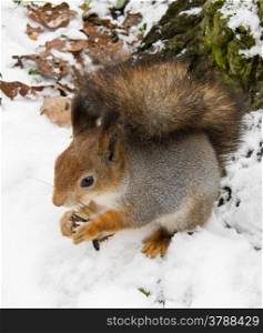 silvery squirrel. squirrel in the silver coat sitting in the snow