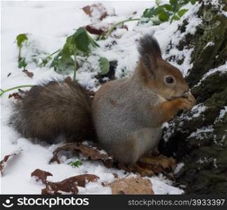 silvery squirrel. squirrel in the silver coat sitting in the snow