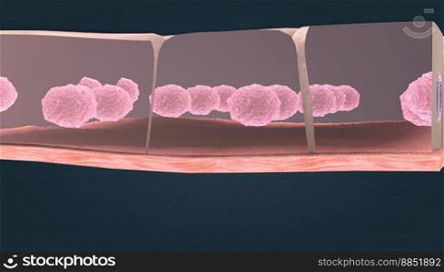 Simple cuboidal epithelium consists of one layer of cells whose height roughly equals their width, so in sections perpendicular to the surface, cells resemble small box-like cubes. 3D illustration. Simple cuboidal epithelium, this type of epithelium is typically found in secreting tissue and kidney tubules.
