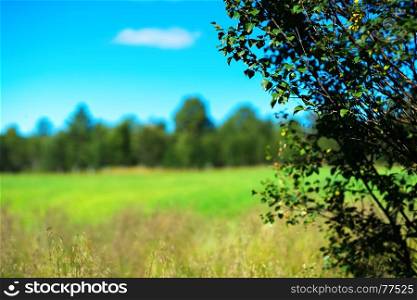 Simple forest with bokeh tree landscape background hd. Simple forest with bokeh tree landscape background