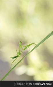 Simple macro shot of green praying mantis in branch grass