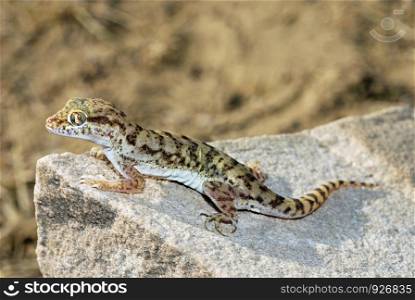 Sindh Sand Gecko. Crossobamon orientalis, Sam, Jaisalmer, Rajasthan, India. A gecko found on barren sand dunes. A nocturnal species.