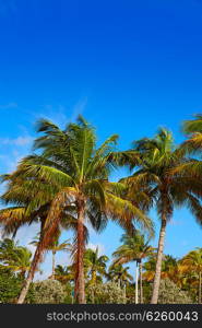 Singer Island beach at Palm Beach Florida Palm trees in USA