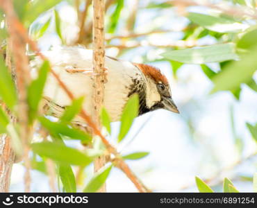 Singing Sparrow