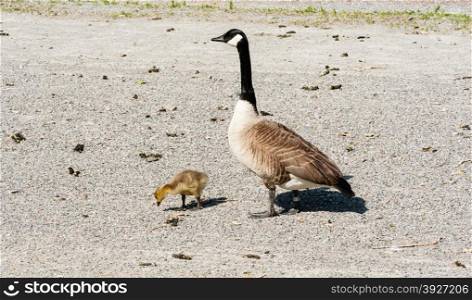 Single adult Canada Goose watching over one cute young gosling looking at gravel ground.