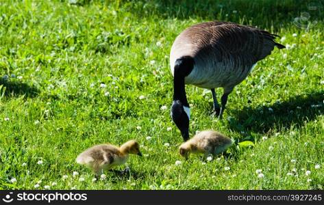 Single adult Canada Goose with two cute young goslings looking for food in green grass and white flowers.