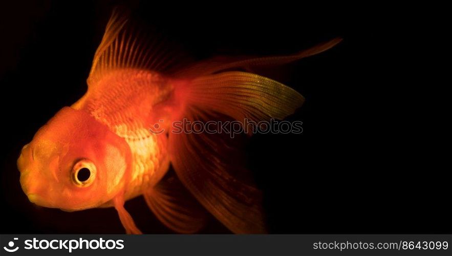 Single adult goldfish with fins swimming in aquarium isolated on black background. The fish float in the water column. Close up view. Animal pets concept. Single adult goldfish with fins swimming in aquarium isolated on black background. The fish float in the water column. Close up view. Animal pets concept.