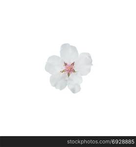 Single almond flower . Single almond flower with pistils isolated on white.