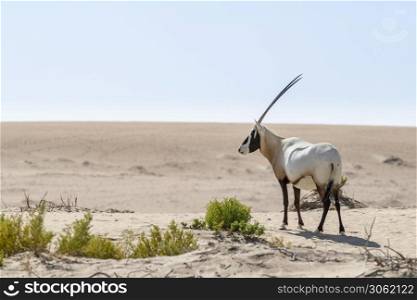 Single Arabian Oryx seen in the Desert of Dubai Emirates, United Arab Emirates, Middle East. Arabian Oryx, Dubai Emirates, UAE